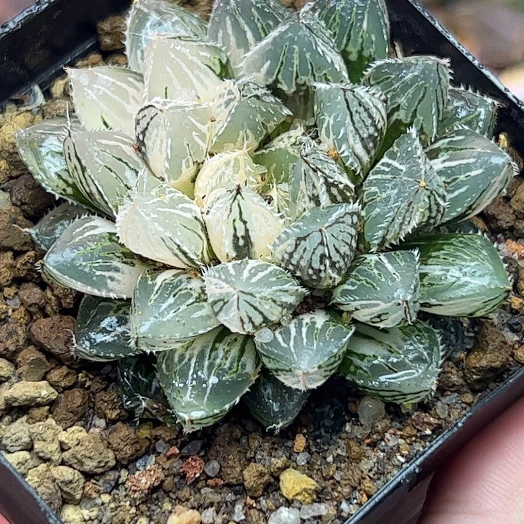 楼兰锦十二卷多肉植物