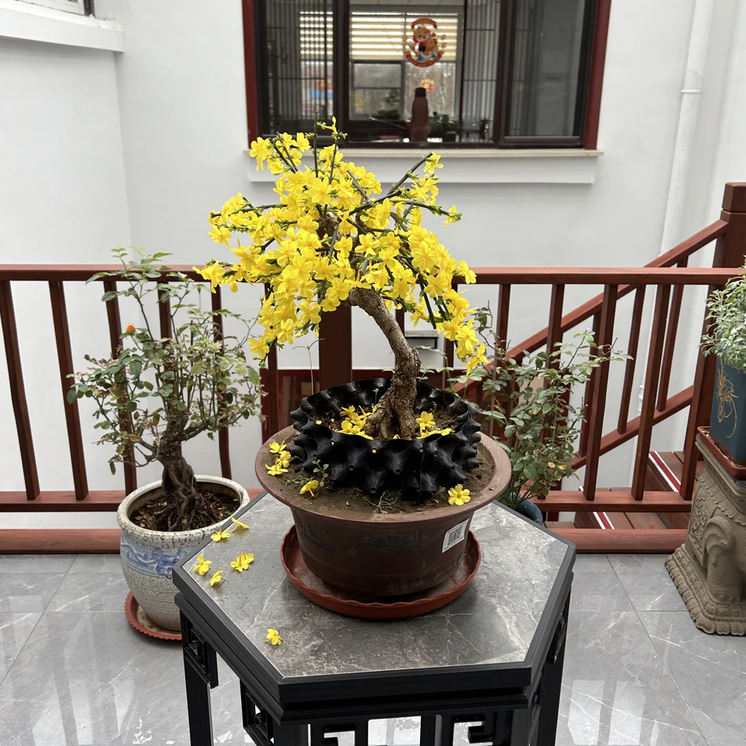 30年老桩黄城虎蹄迎春盆景!