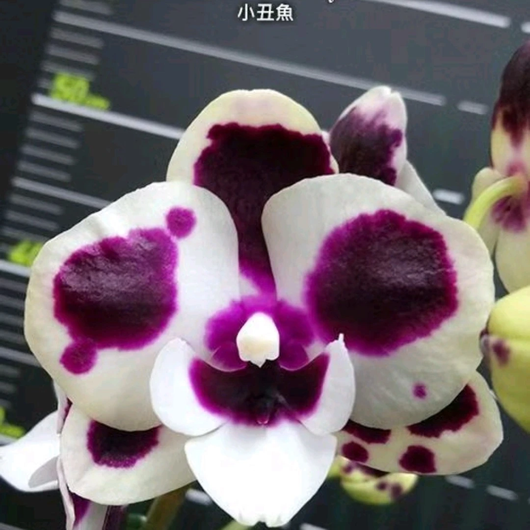 小丑鱼   苗