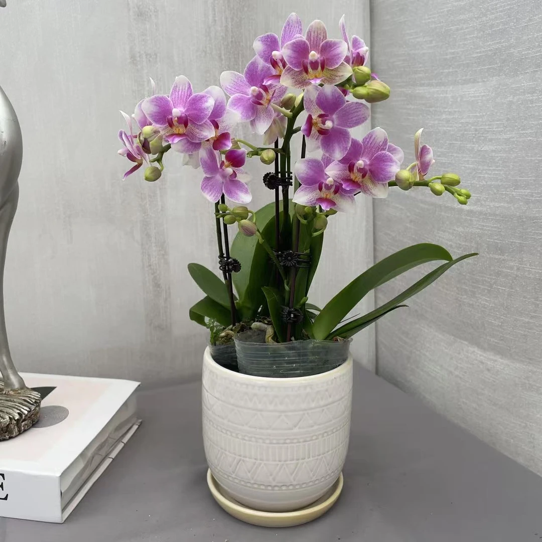 《樱桃小丸子》精品蝴蝶兰  白粉色系 室内花花 轻奢高级