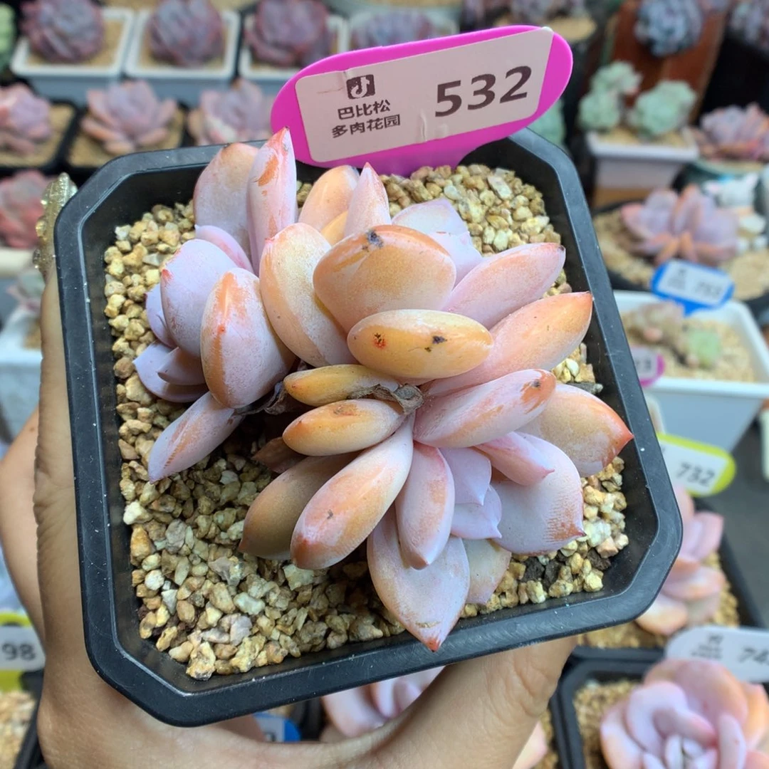 532三头奶茶多肉植物