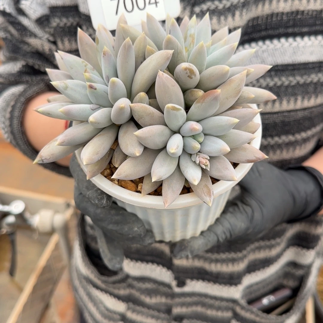 用***17004。        哥特