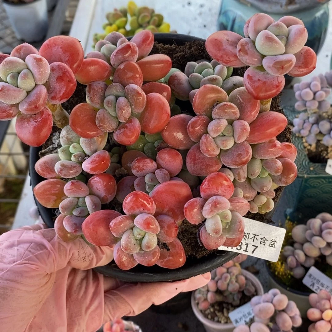 樱花洛神16cm317多肉