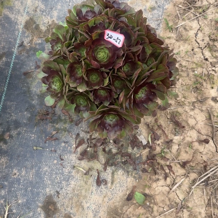 30-52黑魔多肉不包售后