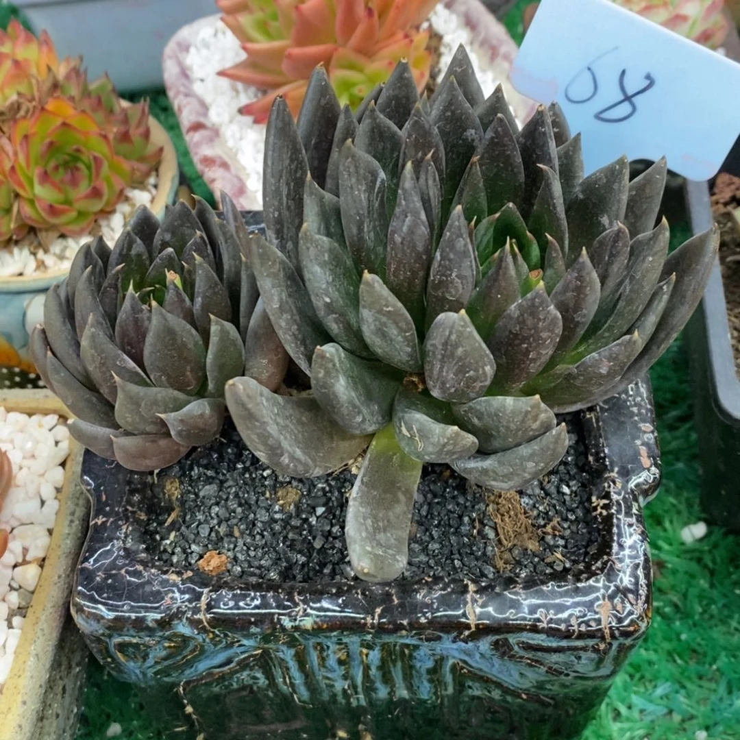 黑骑士多肉植物盆栽