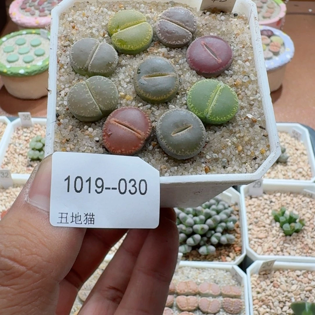 静***己1019-030生石花花