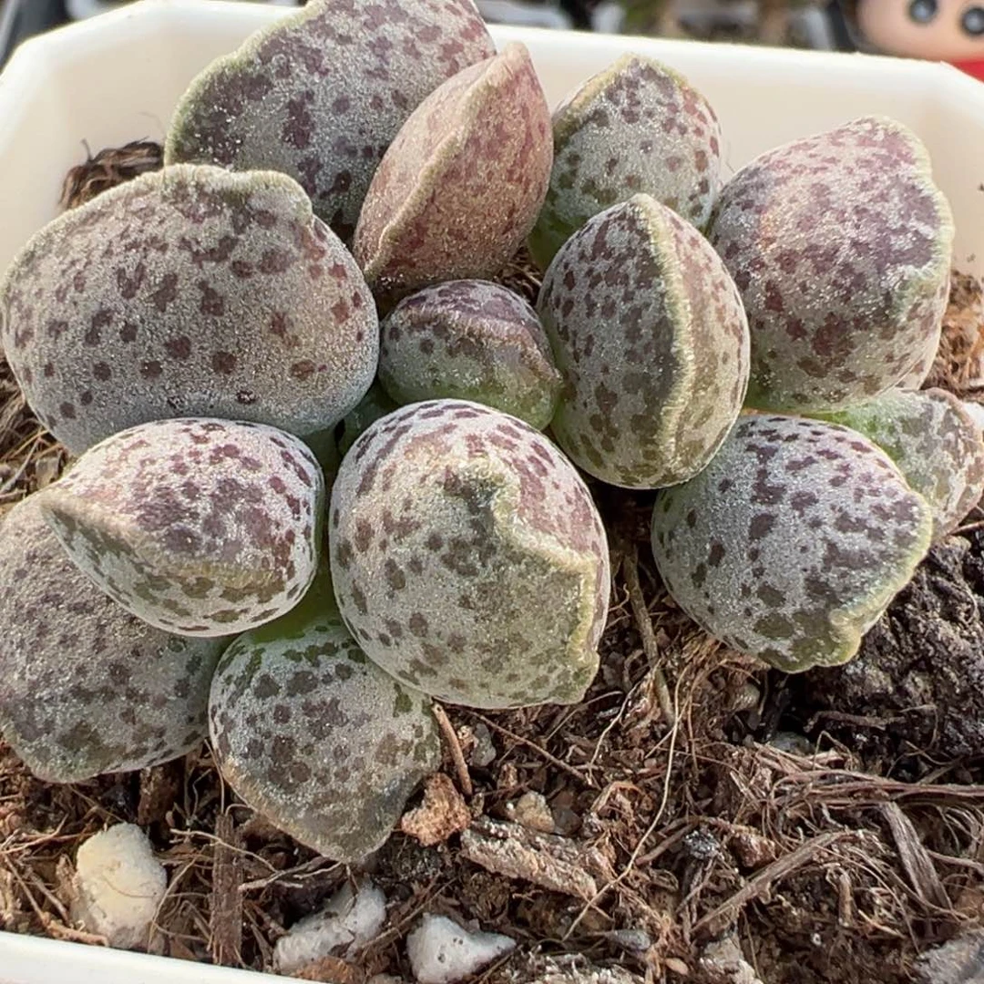 达摩海豹多头纯木质桩多肉植物