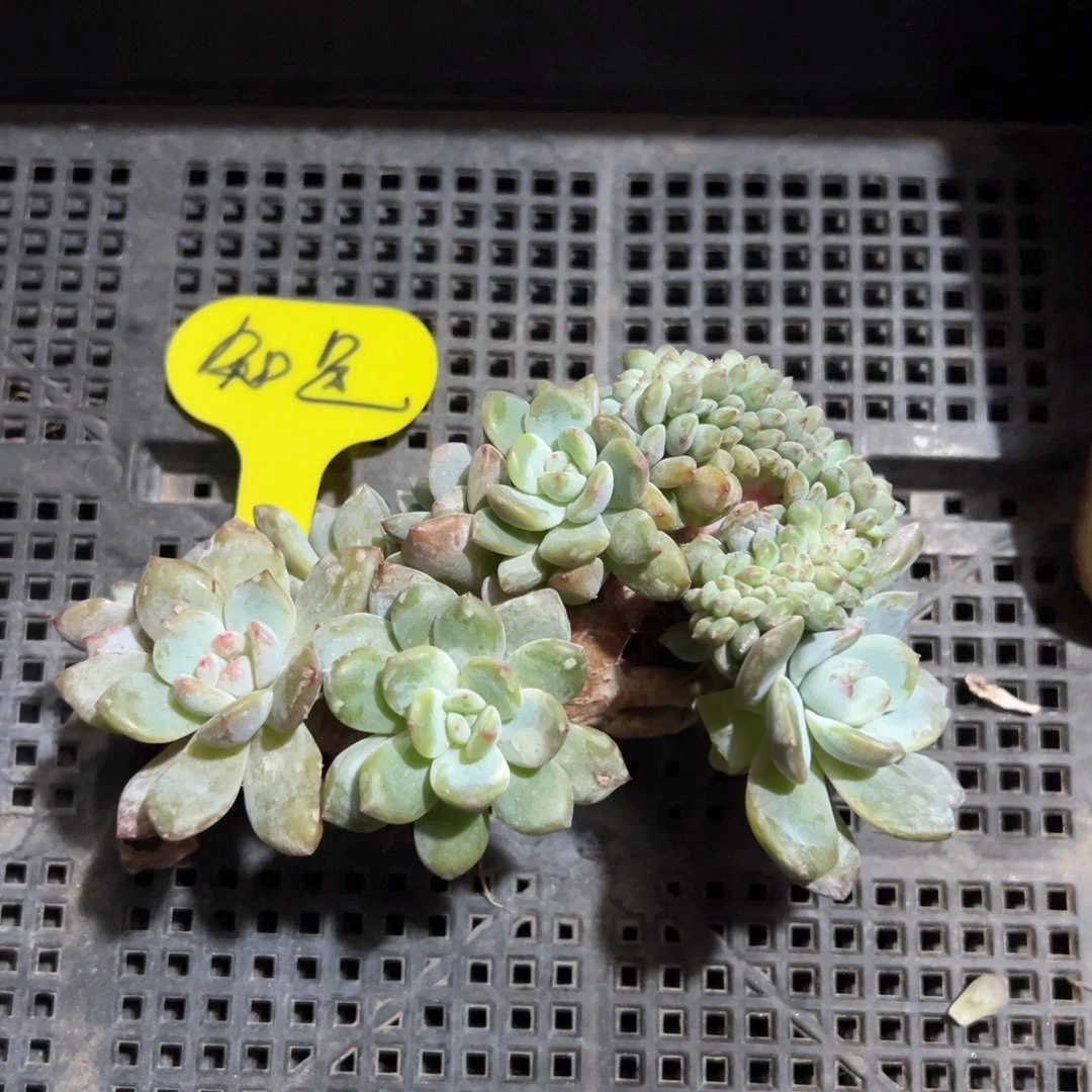 @**、突尼斯星影缀化啊啊啊