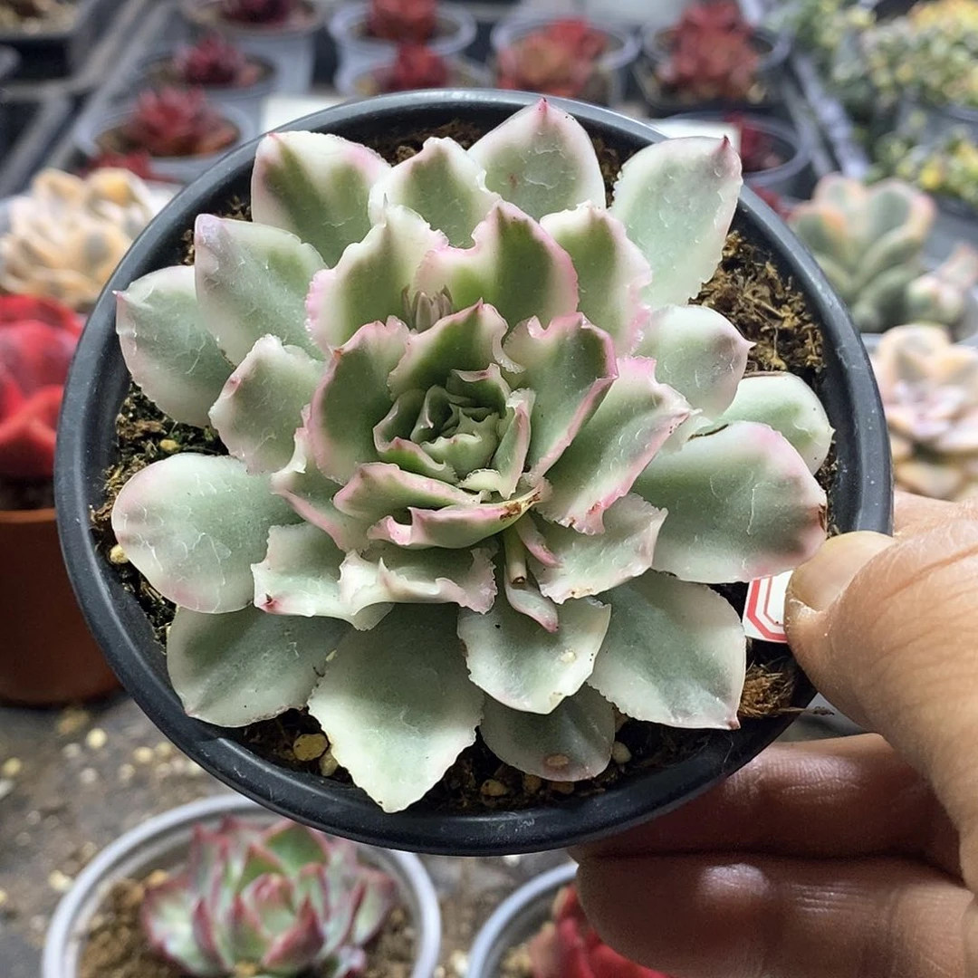 1408精美多肉紫蝴蝶锦