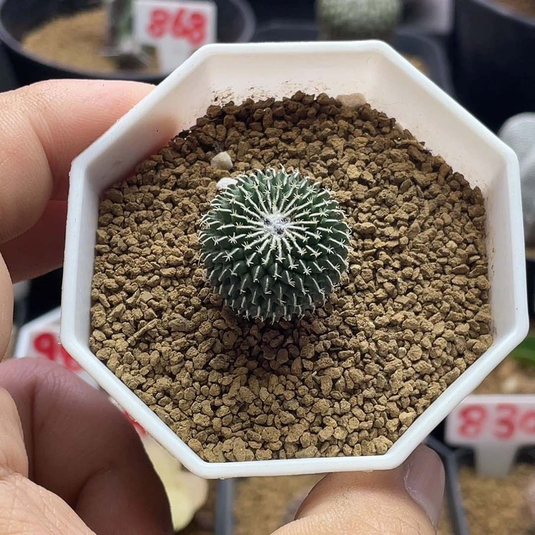 实生刺缀精巧殿 带盆土包邮