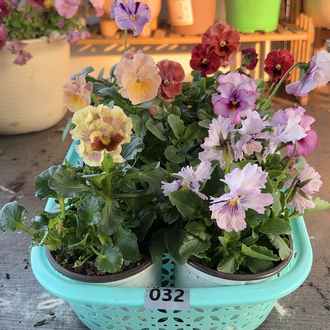 【闪购商品】032号