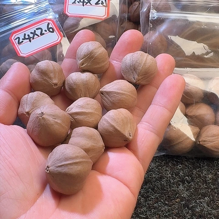 吊坠橄榄核听*2.4❌26