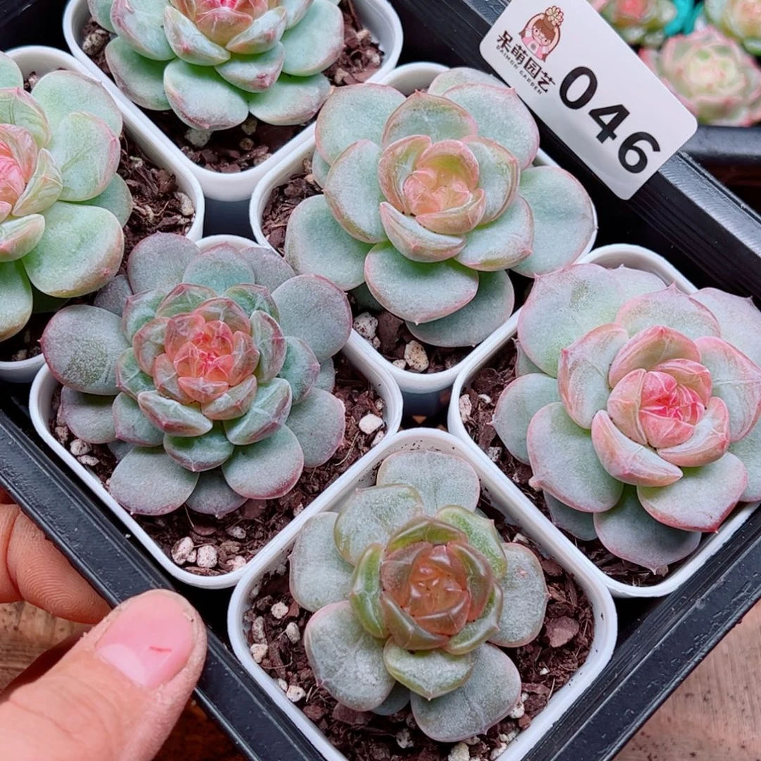 杨***丫多肉植物多肉植物