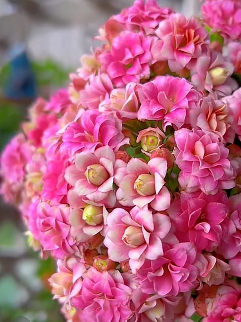 直播长寿花扦插枝条，不售后介意勿拍