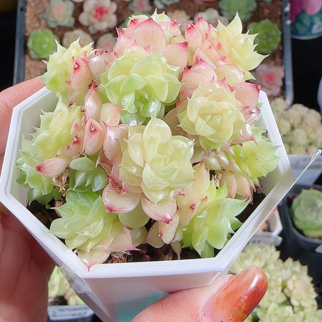 1024-230麦秆优选不包整