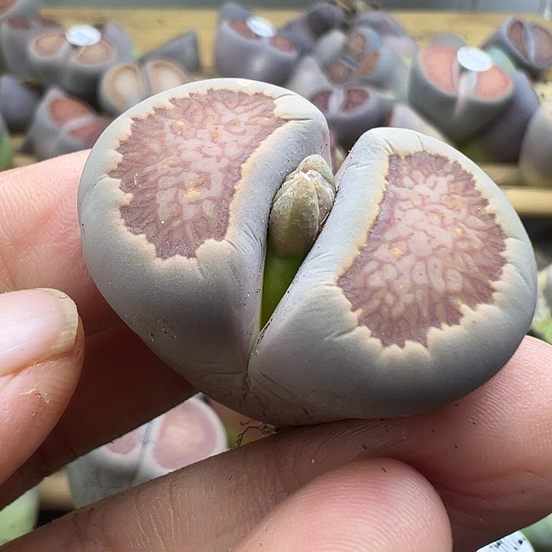 501下播福利来1111111111