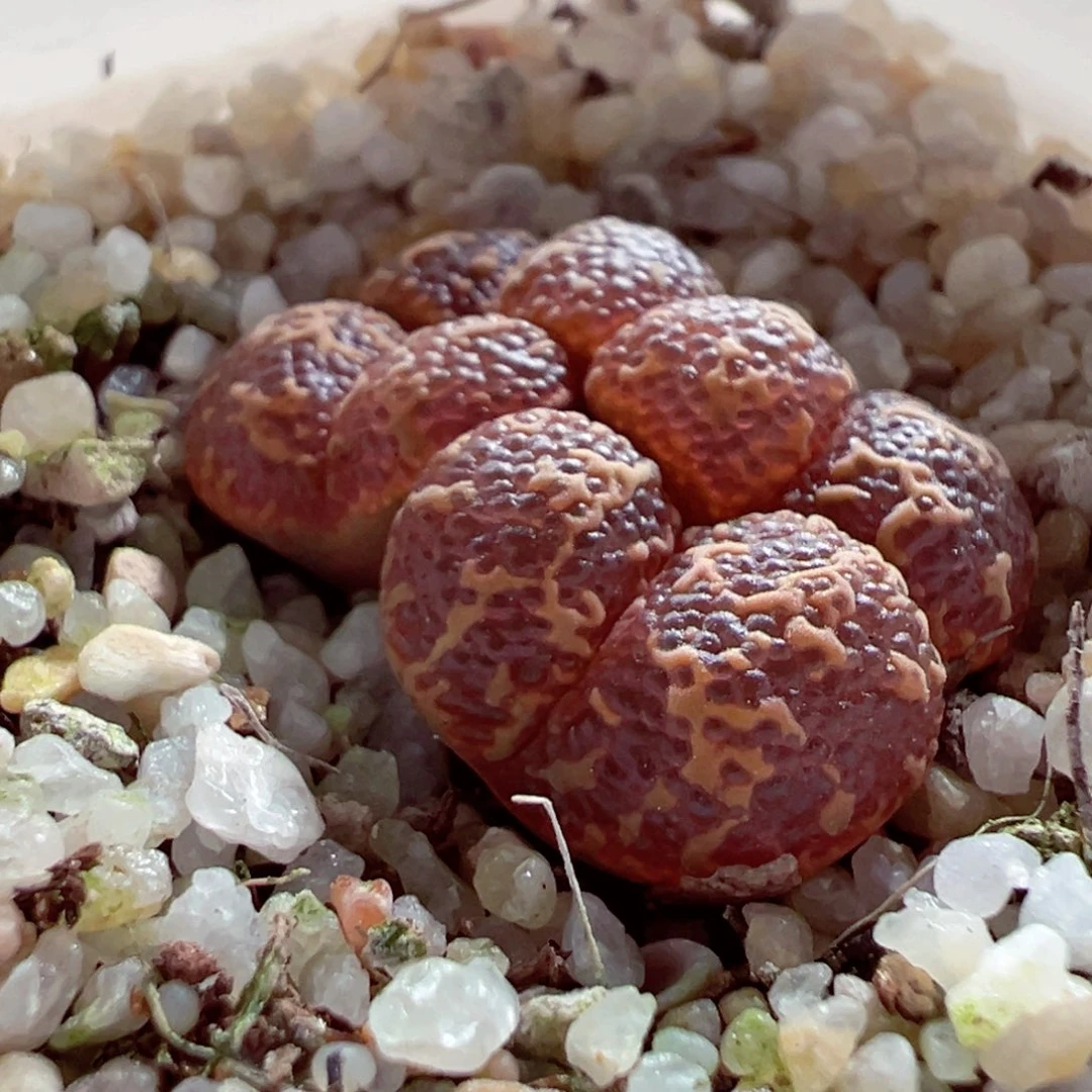 611-339多肉鱼子酱泡泡