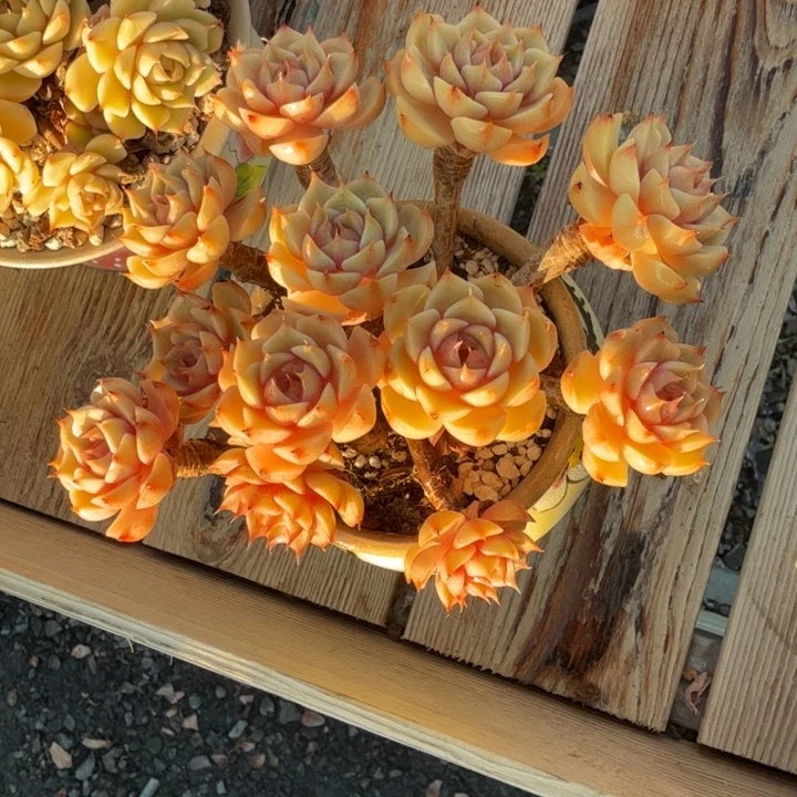 本吧老桩手捧花精品包邮