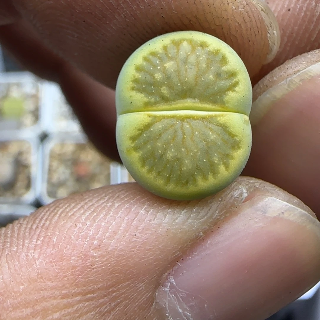 475 生石花大棚直播