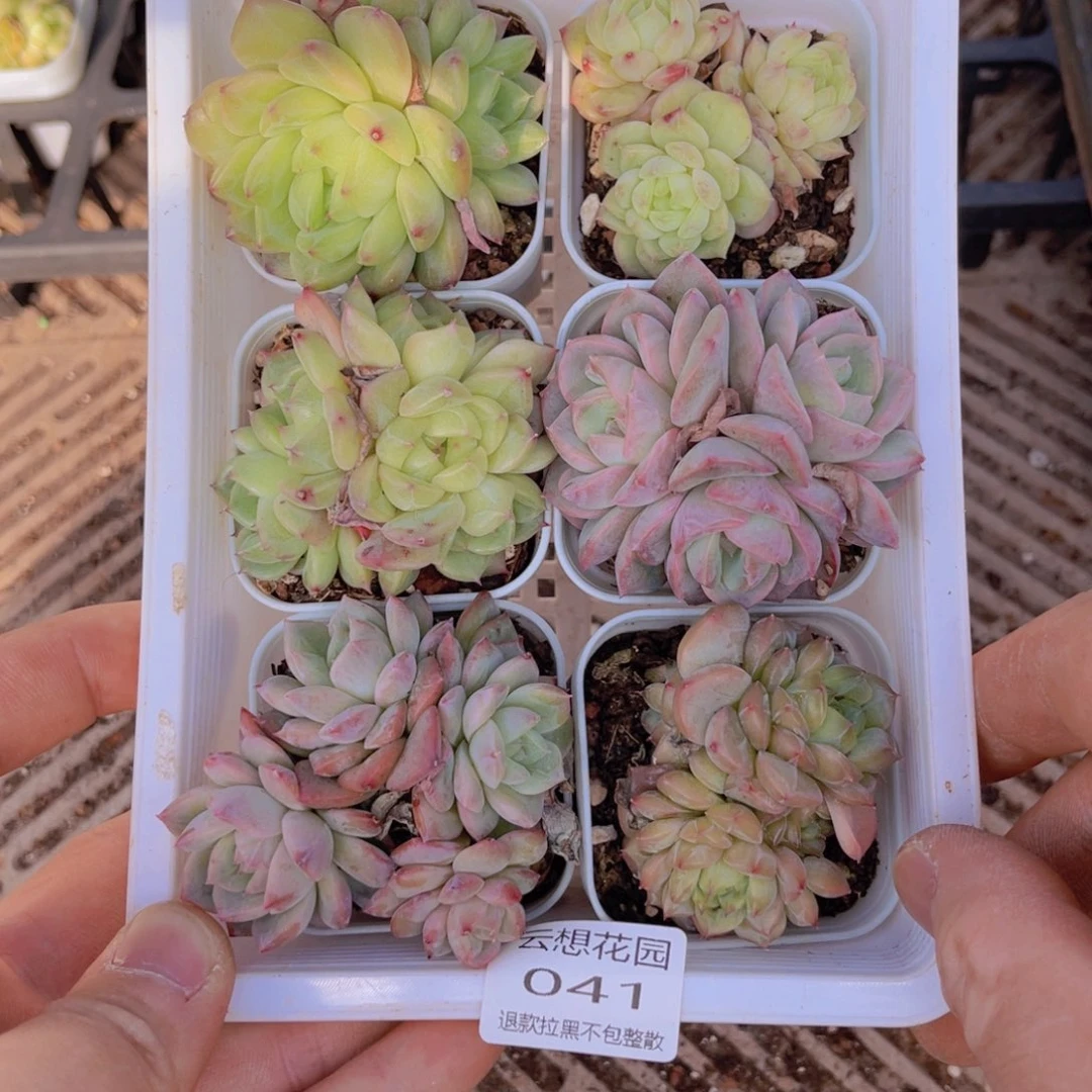 41多肉植物一物一拍链接
