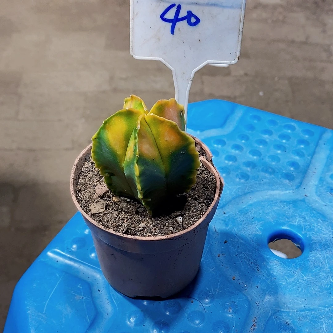 露***露红叶11111111111111个