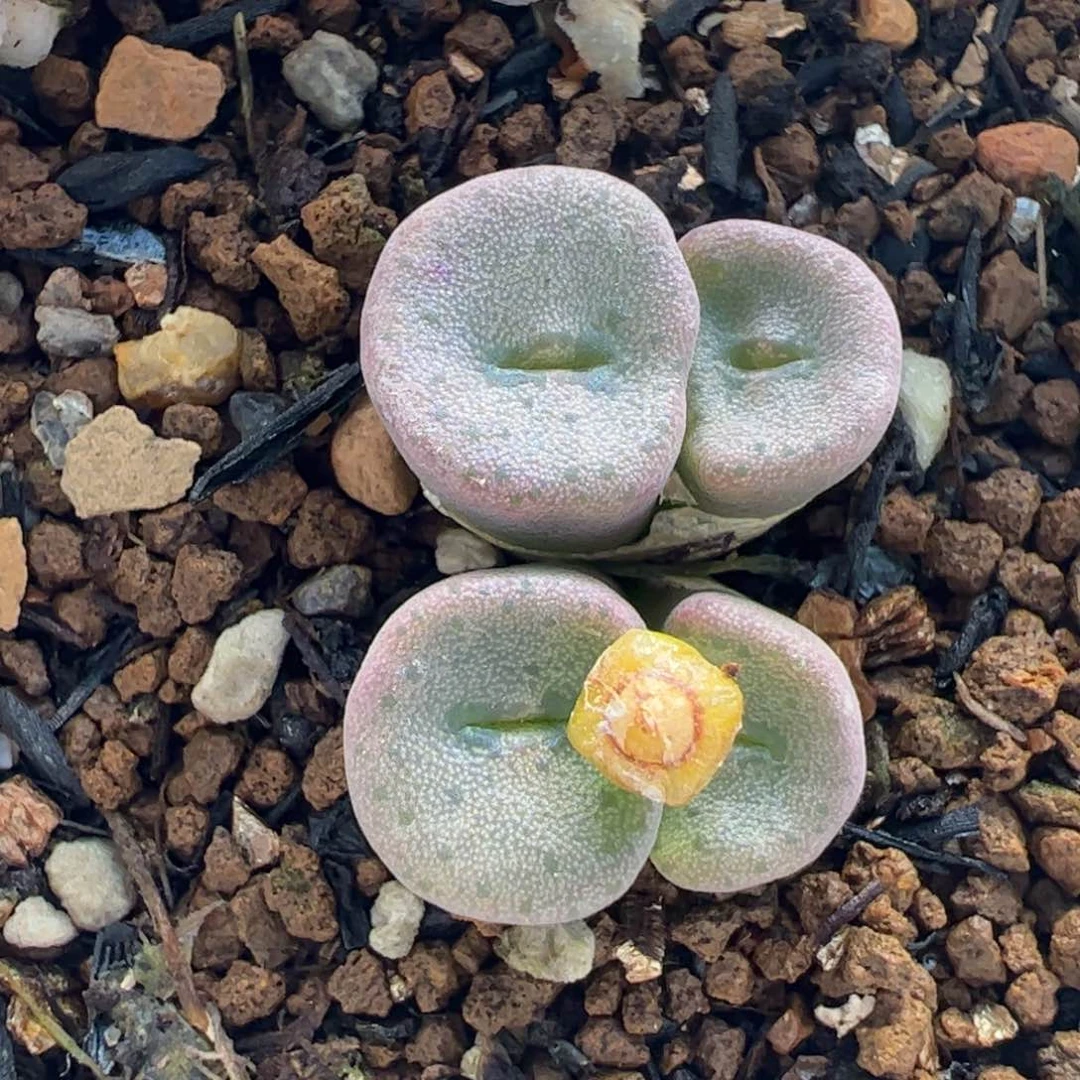034多肉植物百科