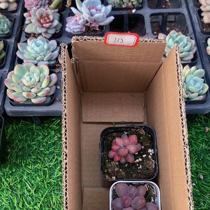 A113惊鸿仙子多肉