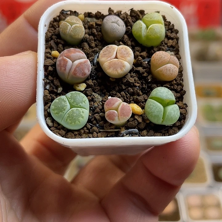 佳人园艺多肉生石花大奔28