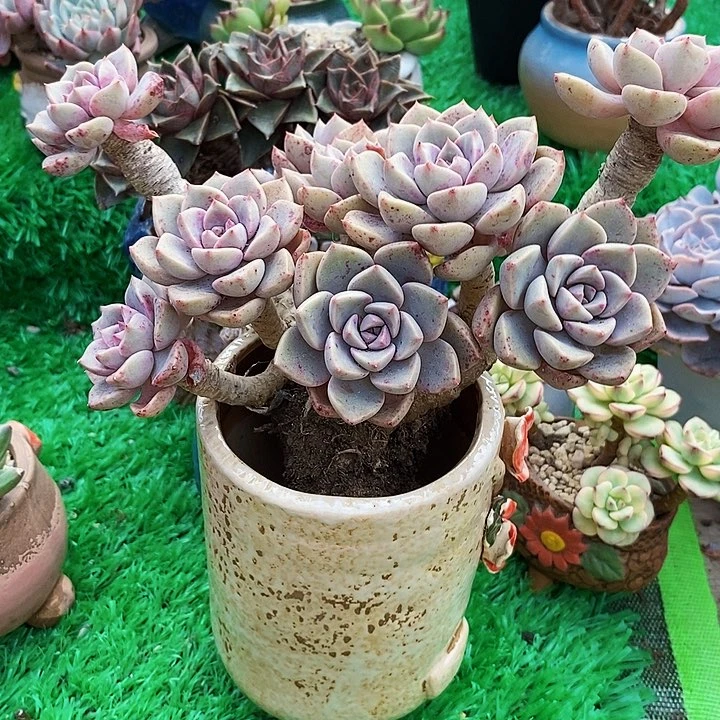 红粉佳人整老桩多肉