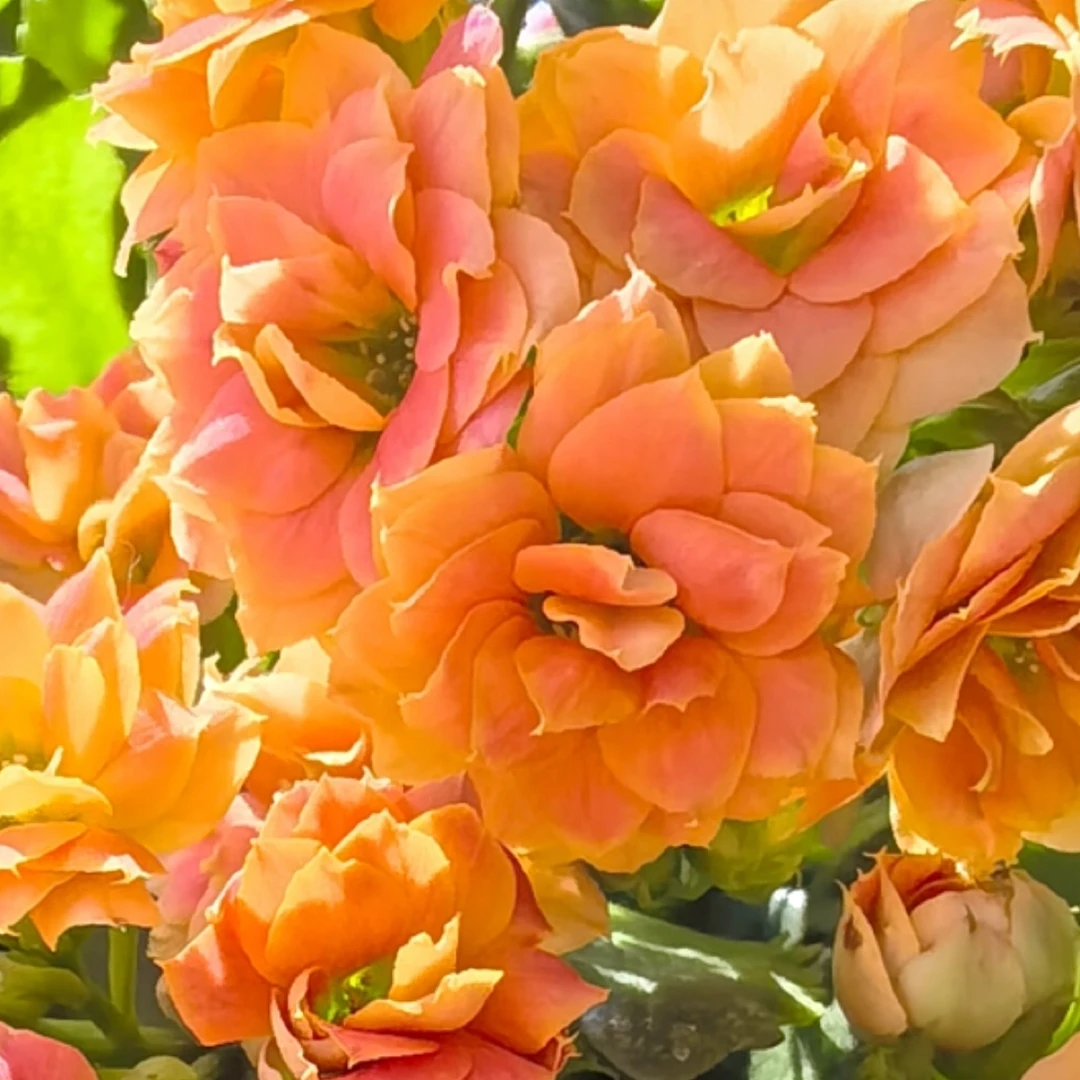 130大盆橘子汽水长寿花