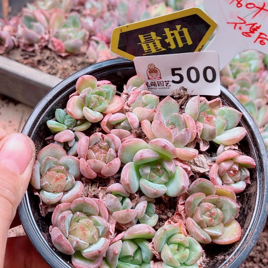 多肉植物多肉植物