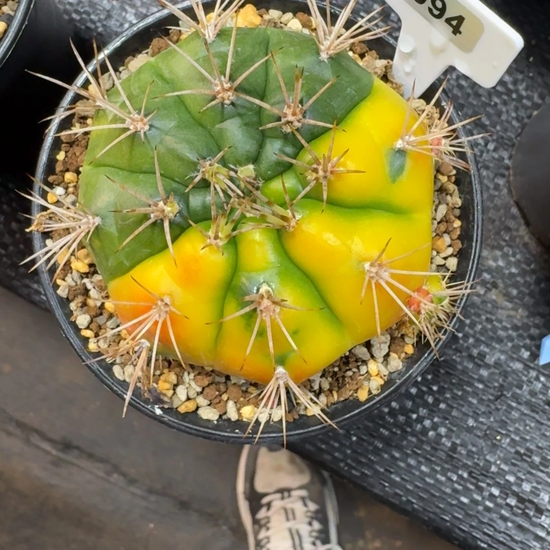 繁****仙人球一物一拍实生根