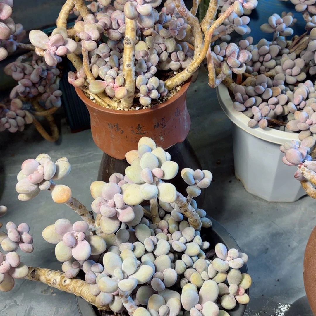 浅***唇桃蛋两颗20，21。