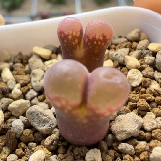 双头美风铃一颗160。