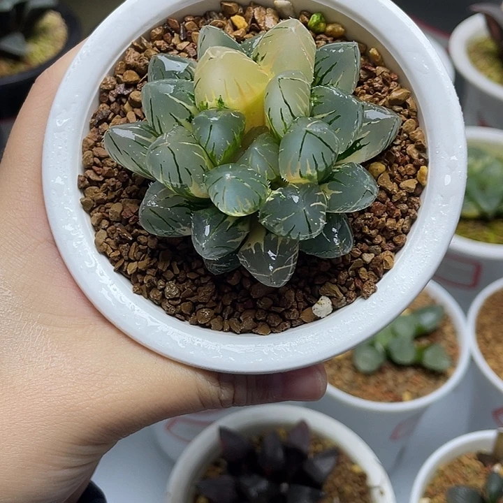34  OH玉露锦十二卷多肉