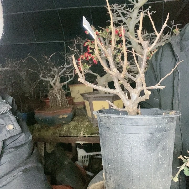 用****6原生初心海棠花