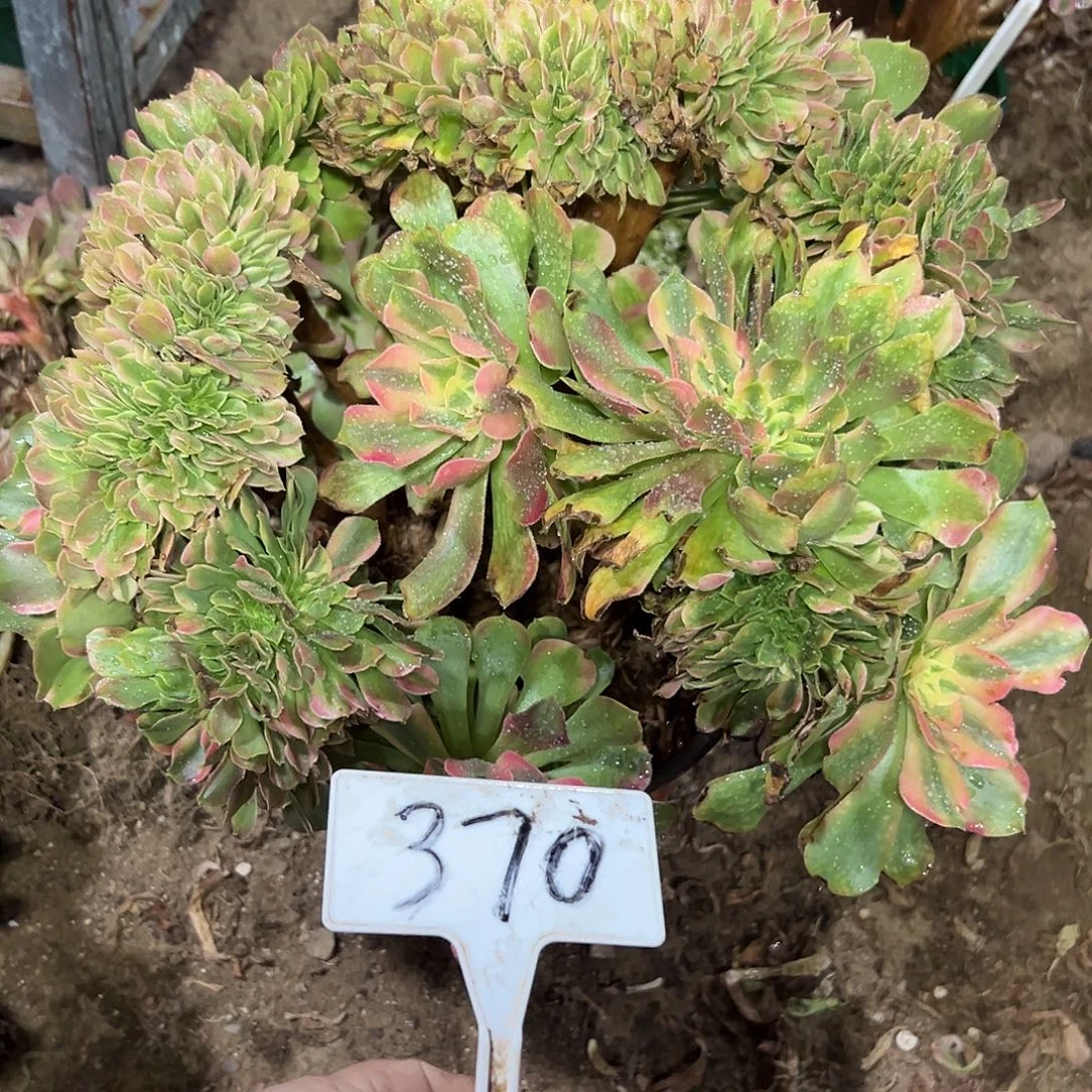 多肉植物香菲缀花370