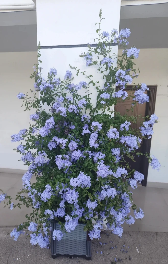 【蓝雪花大花柱】 3加仑 花卉盆栽爆花机器种植庭院耐热耐晒易养护