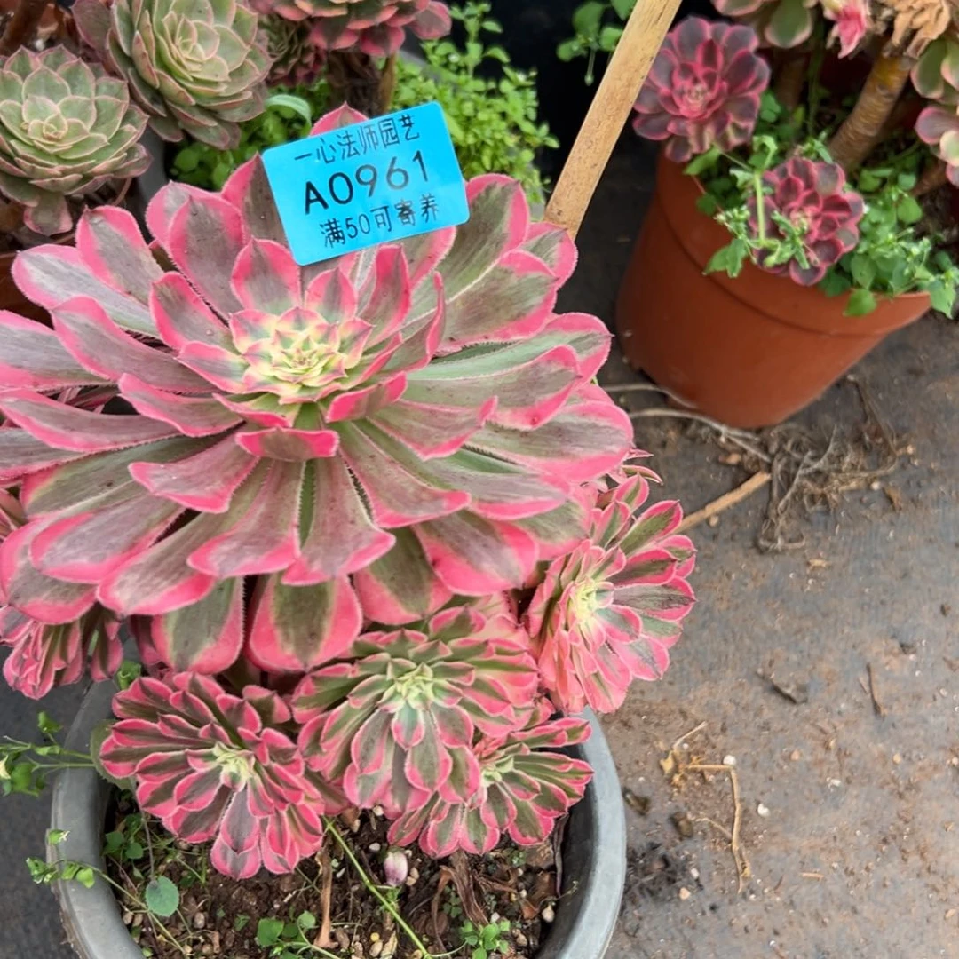 0961多肉植物粉铜