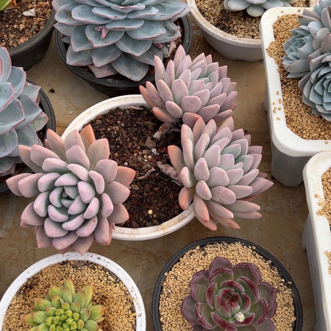 执****奥普琳娜 夏鸣园艺