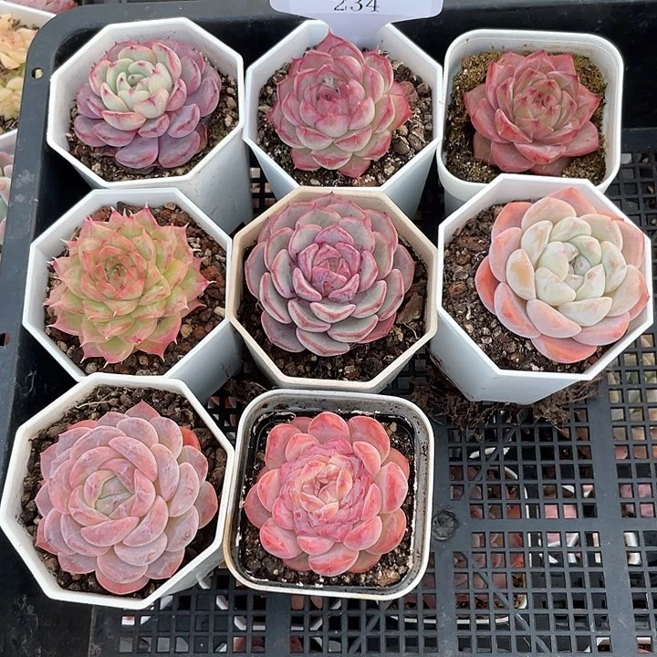 薇薇安园艺多肉234