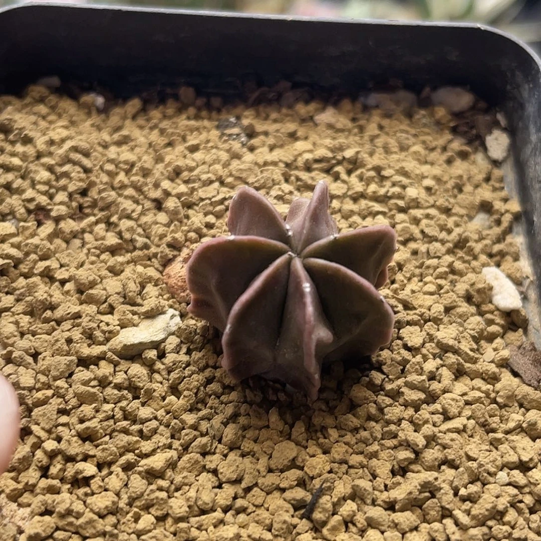 实生紫皮7棱核桃鸾凤玉