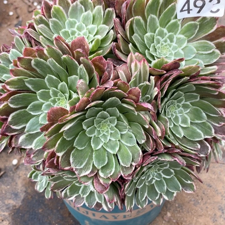 493多肉植物金丝楠木