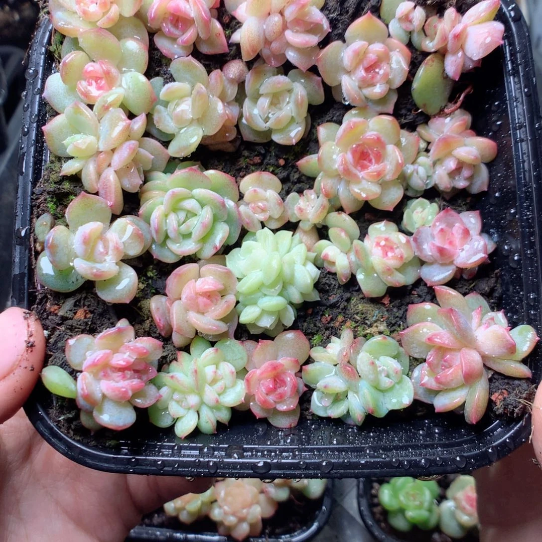 无花朵Q33。 b2缀yyyy