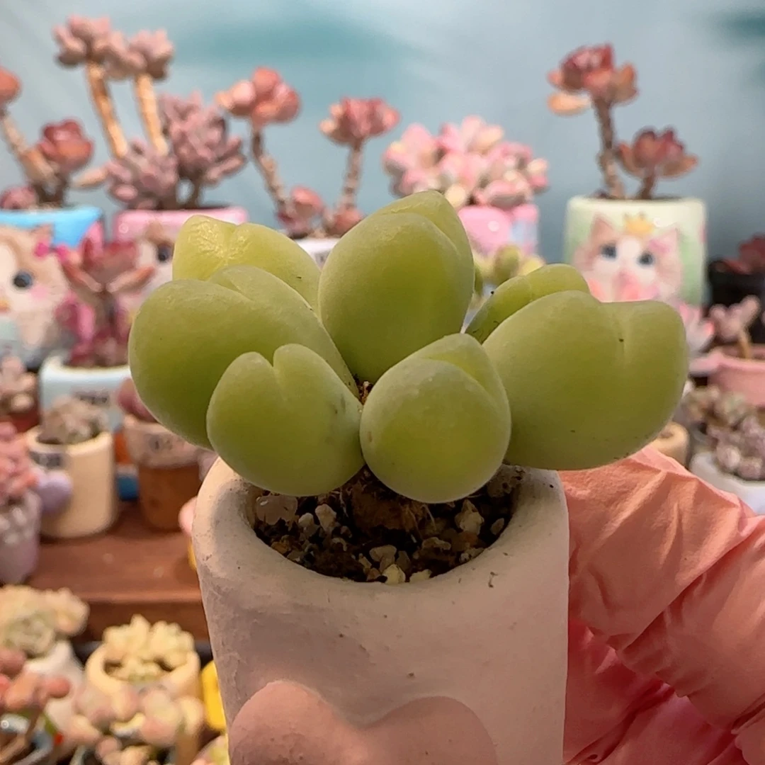 造型毛翠 无毛版 盆口2.5cm