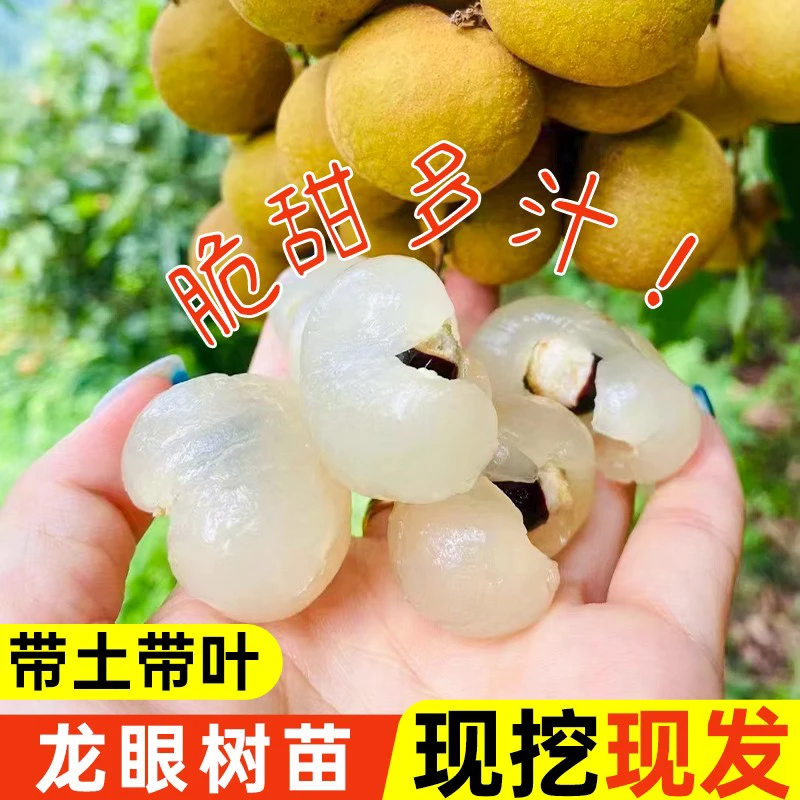 正宗龙眼树苗石硖龙眼储量龙眼带土带叶南方种植