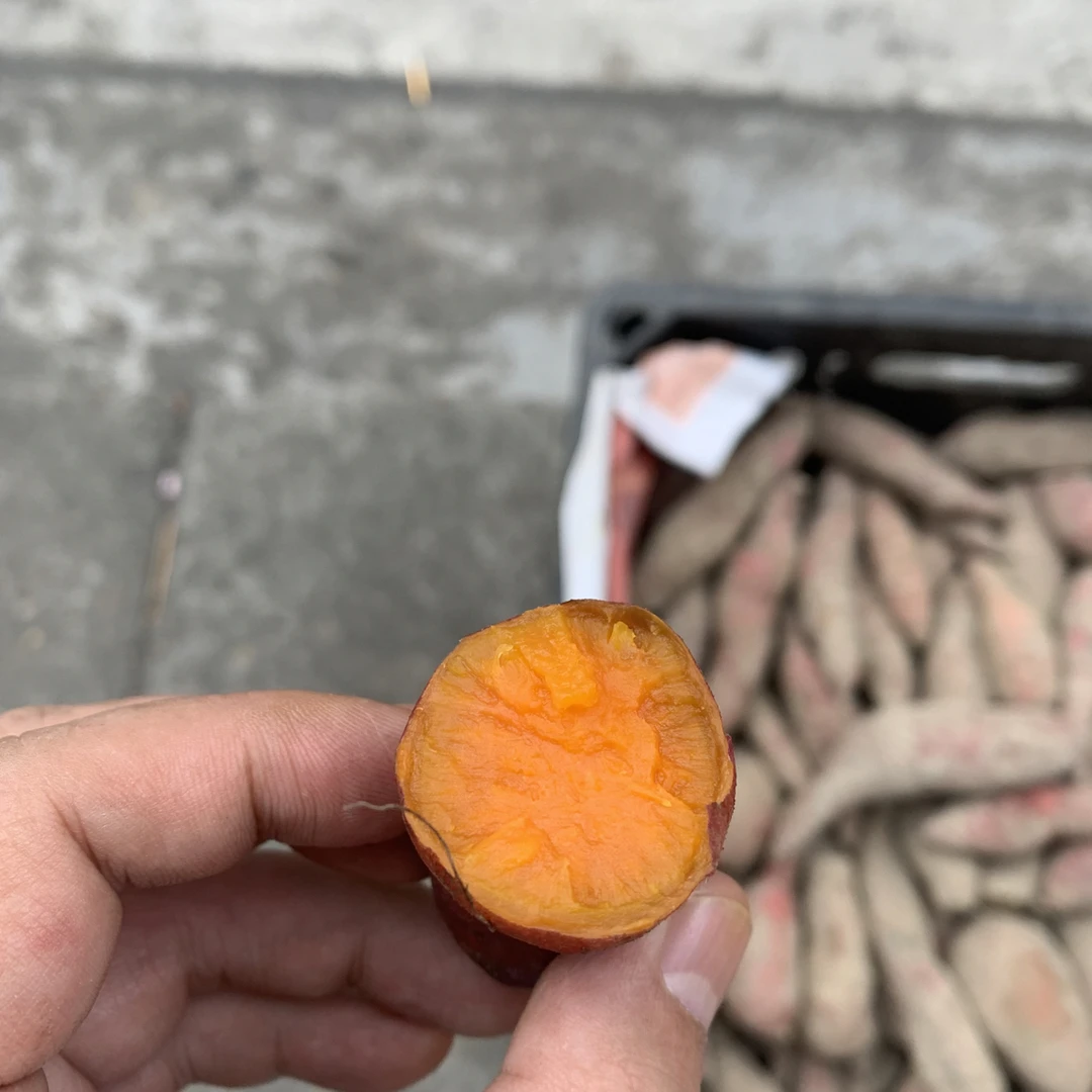 漳浦六熬沙地红心地瓜