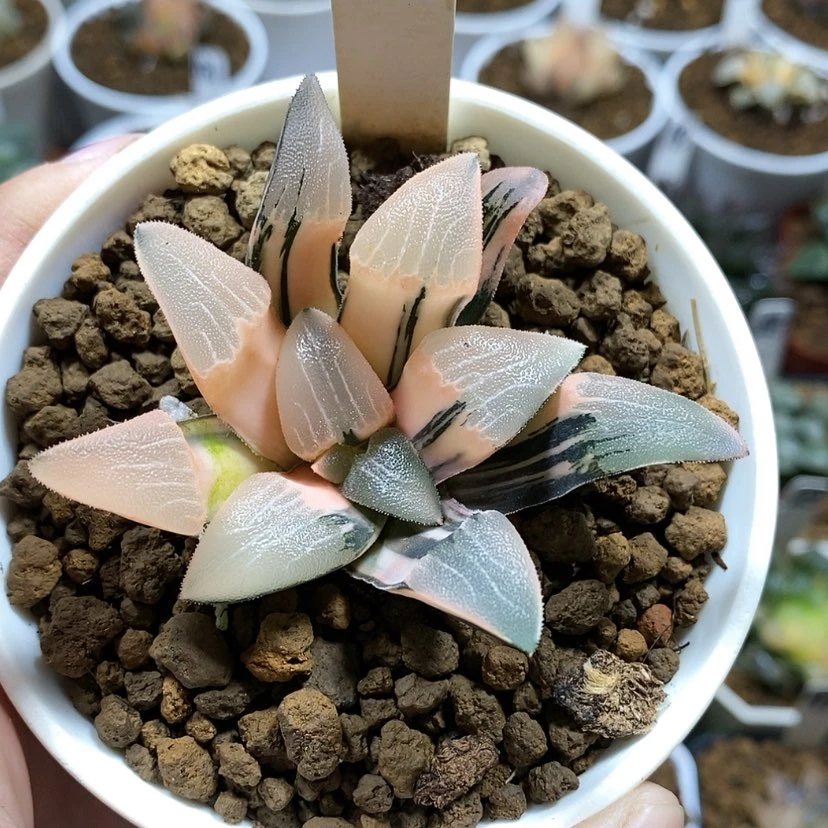 【闪购商品】9大型克