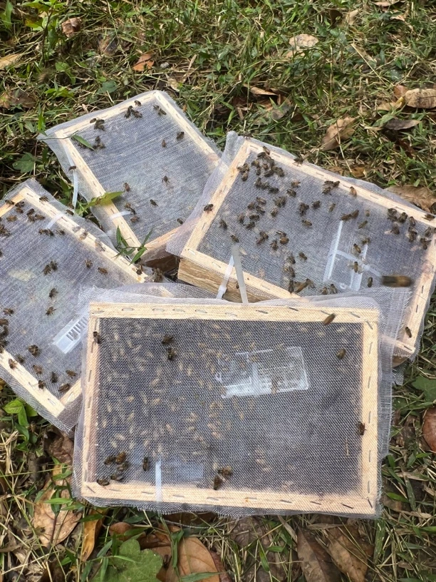 蜂群蜜蜂箱养蜂带王蜜蜂活体养殖双色阿坝带蜂箱中华蜂王种王出售