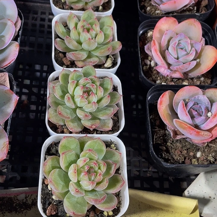 5.5方雪花珍妮带哦土发